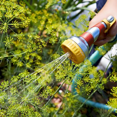 Sådan vander du haven korrekt